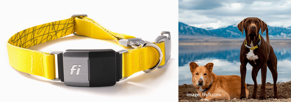 Fi dog collar is the smartest dog collar